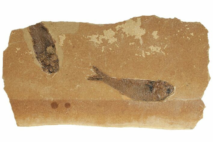 Two Jurassic Fossil Fish (Hulettia) - Wyoming #188845